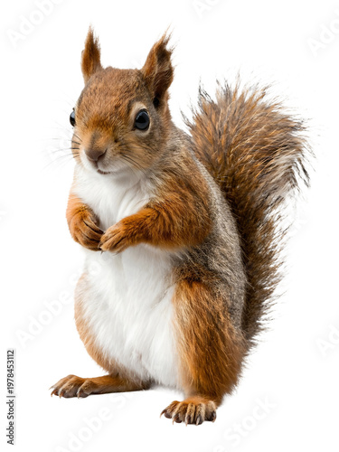 Red Squirrel Standing Isolated on White Background