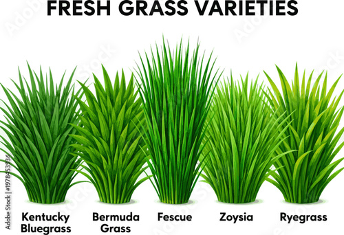 Create a realistic kinds of deferent fresh grass vector art with white background.