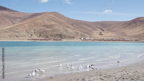 Group of brown headed gull (Larus brunnicephalus) on the beach of Yamdrok Yumtso lake, peaceful landscape of mountains and lake with white clouds on blue sky, 4k slow motion footage Tibet travel.