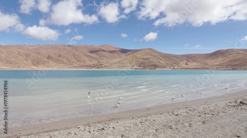 Group of brown headed gull (Larus brunnicephalus) on the beach of Yamdrok Yumtso lake, peaceful landscape of mountains and lake with white clouds on blue sky, 4k slow motion footage Tibet travel.