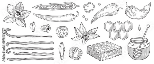 Hand-drawn graphic food ingredients illustration of honey and honeycombs, vanilla flowers and pods, hot chili pepper for packaging