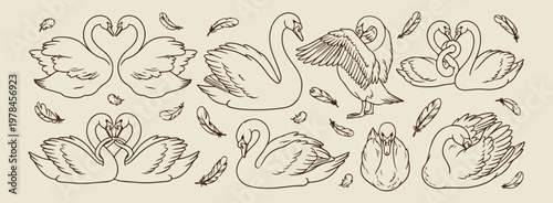 Graceful swan and bird nature illustration, hand drawn woodland creature and water doodles, decorative pond wildlife and swan sketches, whimsical meadow bird and nature art, minimalist animal kingdom 