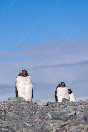 Gentoo penguins in Antarctica