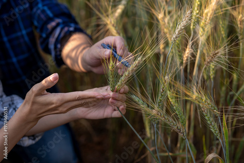 Canvas Print Farmers inspecting wheat plant quality in field