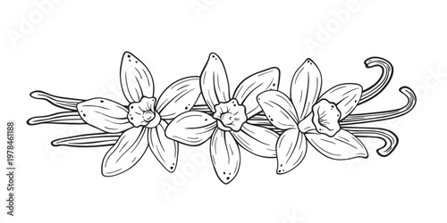 Vanilla flower with sticks on white isolated background. Vector hand drawn illustration of orchid flower and pods. Outline drawing of spice for cooking or aroma oils. Black sketch in line art style