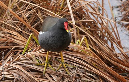 Canvas Print a common moorhen (gallinula chloropus) standing on dry brown reeds near a pond