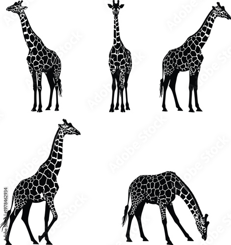 Five black silhouette giraffes with white patterned spots in various poses on a white background