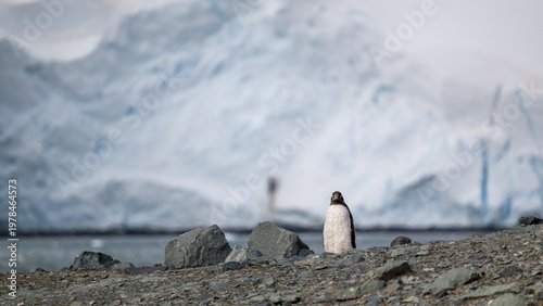Gentoo penguins in Antarctica