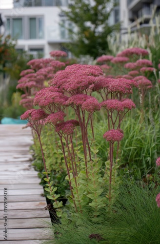 Colorful plants stand along a wooden path in an urban garden with modern buildings in the background during a cloudy day in late summer