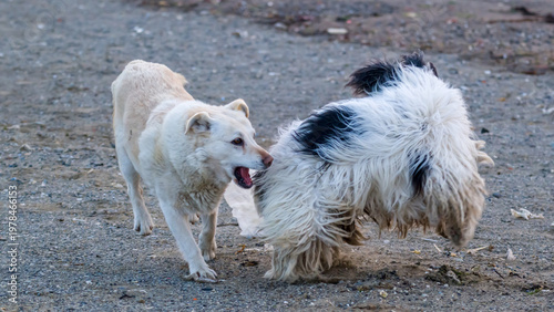 Stray dogs playing on a beach