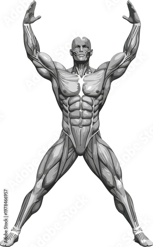 Anatomical illustration of a muscular male figure with arms raised and legs spread