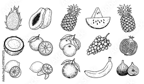Hand drawn tropical fruit sketch set dragon fruit papaya pineapple vector isolated on white background