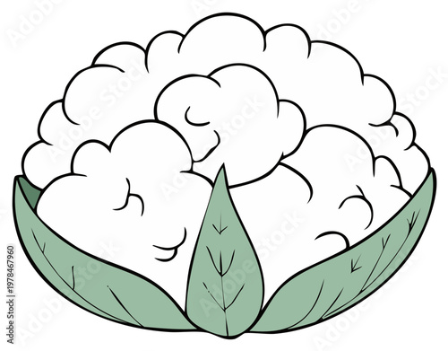 Simple Cauliflower Illustration with Green Leaves for Food and Cookbook Designs