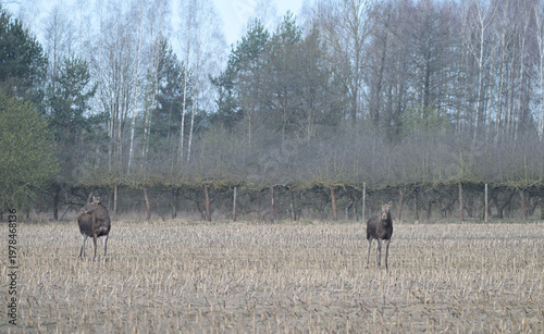 dwa Łosie euroazjatyckie (Alces alces) stojące na polu skoszonej kukurydzy, na tle lasu i drzew owocowych, wczesną wiosną