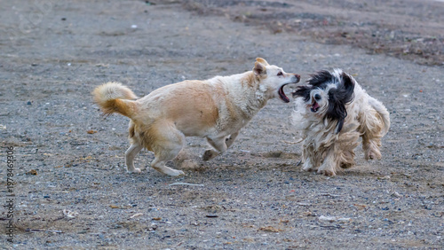 Stray dogs playing on a beach
