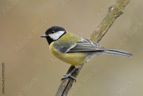 Great tit, Parus major sitting on a twig.  Profile, close up. Isolated on a light background