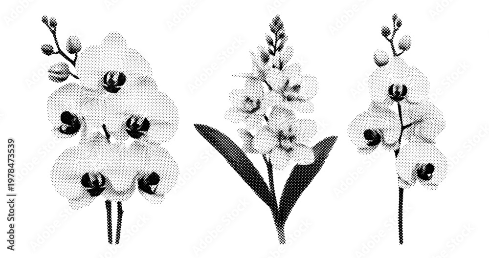 Fototapeta premium Three orchid floral illustrations in halftone botanical set. not ideal dots