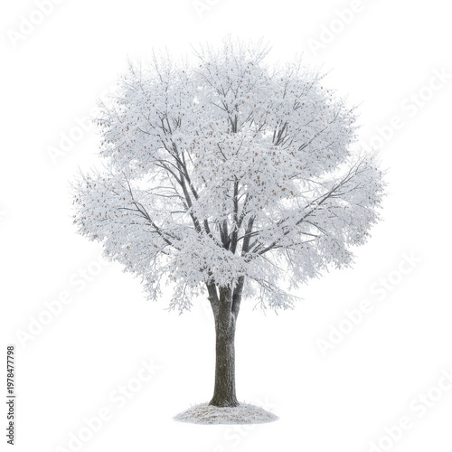 Snowy deciduous tree with frost covered branches isolated on a transparent background