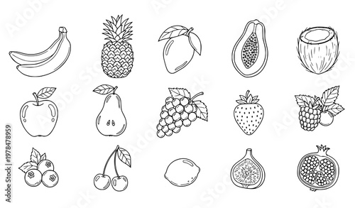 Tropical and garden fruit doodle outline set with fresh berries vector isolated on white background