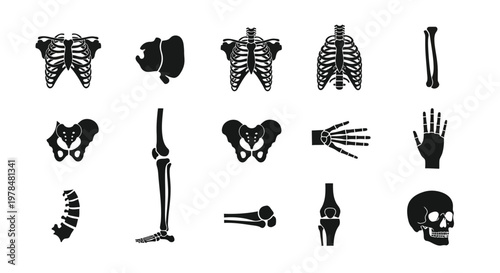 Anatomical illustration depicting various human skeletal components in a black and white style