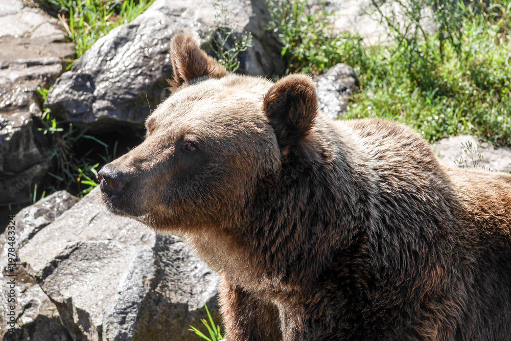 Fototapeta premium Ours