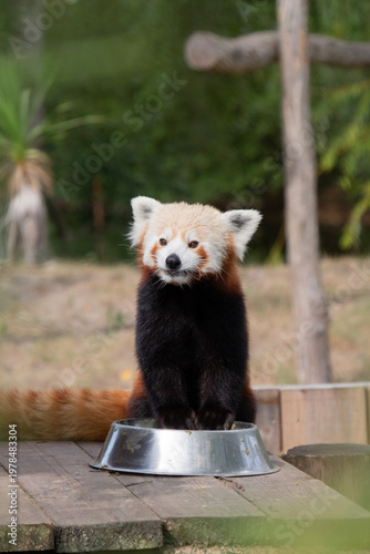 Panda roux