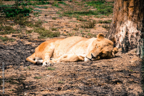 Lionne qui fait la sieste