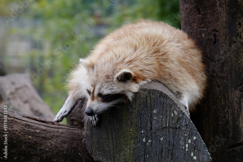 Raton laveur qui fait la sieste