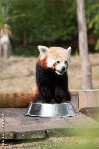 Panda Roux 