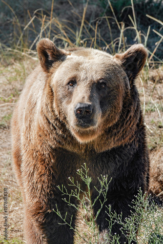 Portrait d'un ours en gros plan