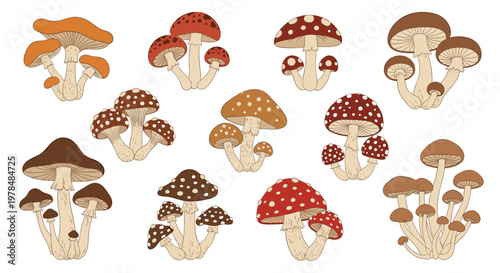 Diverse mushroom collection features various fungi species with different cap shapes and colors including spotted red and brown.
