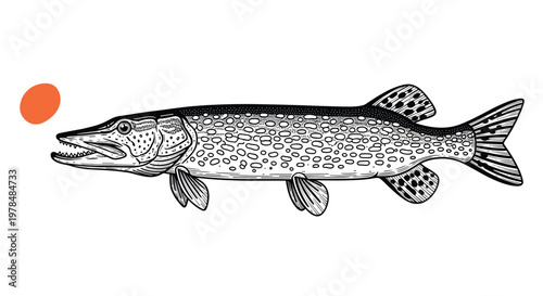 Northern pike fish illustration shows detailed scales and fins in a traditional black and white engraving style for fishing art.