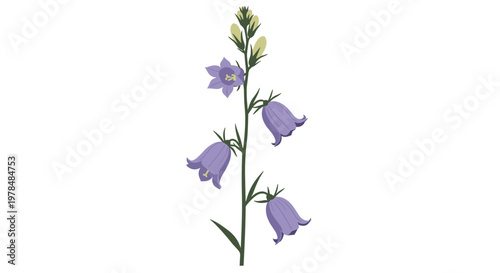 Elegant bellflower plant features multiple purple blooms on a long green stem in a detailed botanical illustration on white.