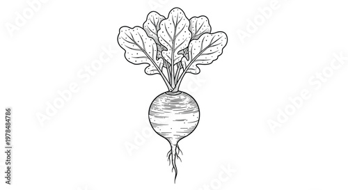 Single radish vegetable with a round root and lush green leaves is shown in a detailed black and white etching style drawing.