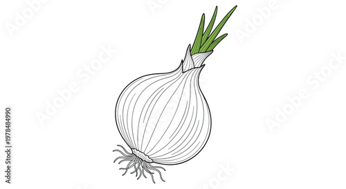 Realistic line drawing of a whole white onion with roots and green sprouts showing fine details of the vegetable.