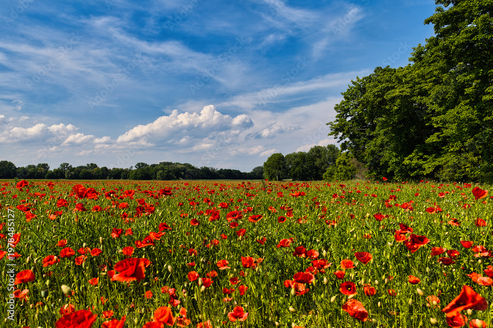 Naklejka premium Vibrant Red Poppy Field in Sunny Spring Meadow under Blue Sky