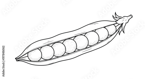 Black and white line art illustration of an open pea pod showing seven round peas inside with delicate shading and fine detail on the shell.