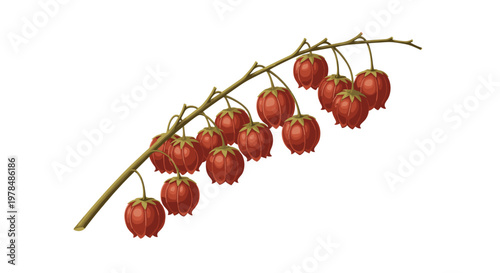 Branch of delicate red bell flowers hanging from a curved stem against a clean white background in digital illustration style.