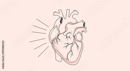 Stylized anatomical human heart illustration in soft pink tones featuring veins arteries and radiating motion lines.