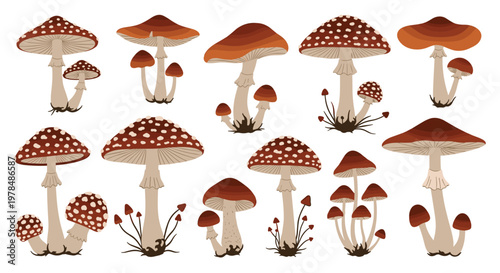 Extensive set of various mushroom species in shades of brown and tan shown with different cap shapes and sizes.