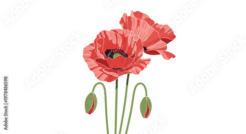 Pair of vibrant red poppy blossoms on tall stems with two drooping green buds and very delicate petal textures.