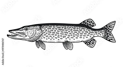 Realistic black and white stippled illustration of a northern pike fish showing its characteristic long body and spotted pattern.