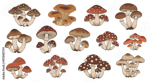Comprehensive set of various mushroom species in different shapes and colors including agarics, porcini, and morels in a detailed nature guide.