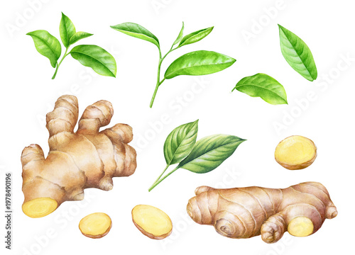 Green tea leaves and ginger roots watercolor hand drawn illustration. Natural herbal concept for packaging, wellness branding, organic lifestyle