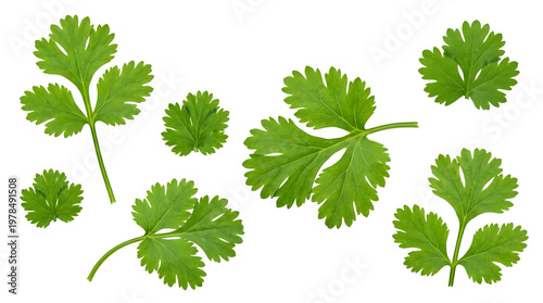 A vibrant bunch of fresh cilantro leaves on a white background