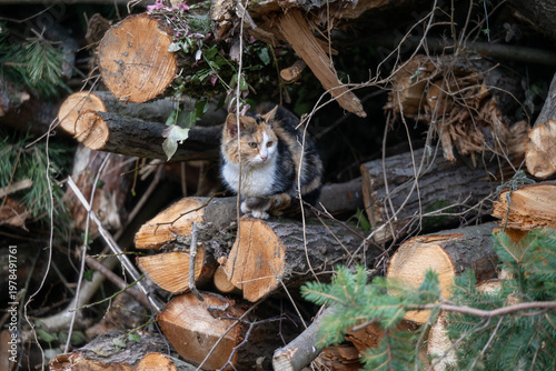 A small tricolored cat sitting in a stack of wood in the forest