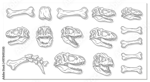 Dinosaur Fossil Skull and Bones Illustration Vector Set for Paleontology Design