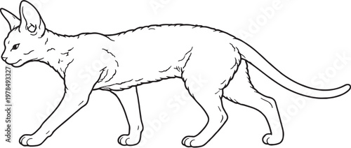 Foto Devon Rex cat walking side profile black and white line art isolated