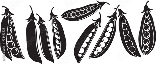 Black and white illustration of fresh green peas in various stages