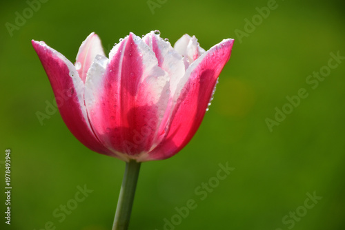 A tulip in the garden in the spring, Sainte-Apolline, Québec, Canada